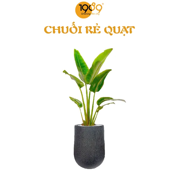 Cây Chuối Rẻ Quạt