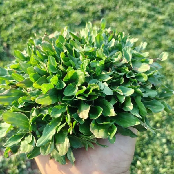 Cỏ Lá Gừng Thái 