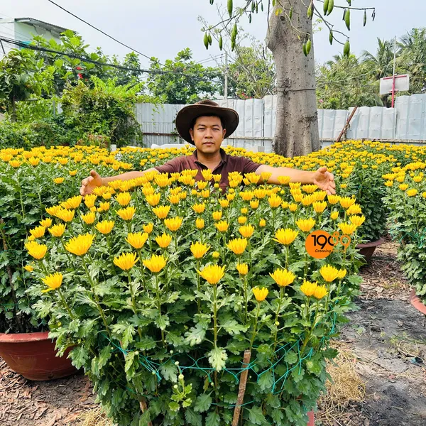 Cúc Đại Đóa
