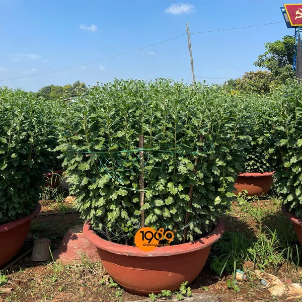 Cúc Đại Đóa