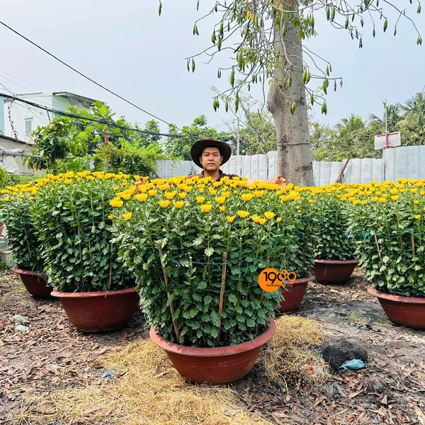 Cúc Đại Đóa