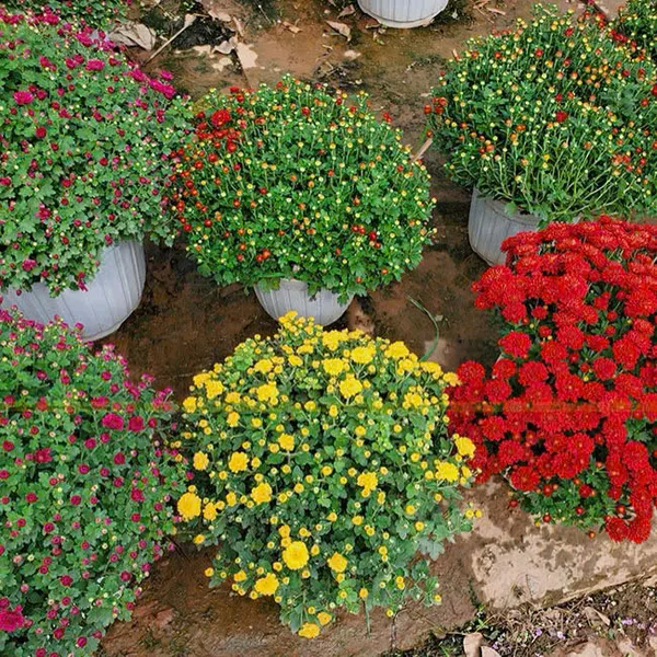 Hoa Cúc Hàn Quốc