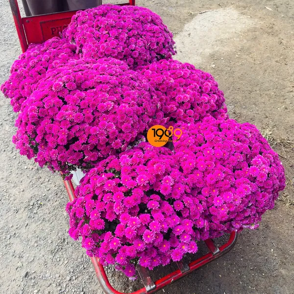 Hoa Cúc Hàn Quốc
