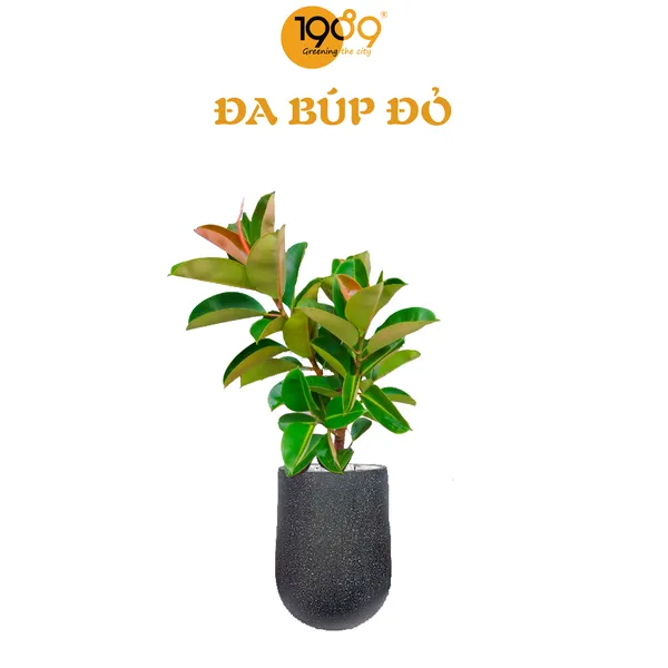 Cây Đa Búp Đỏ