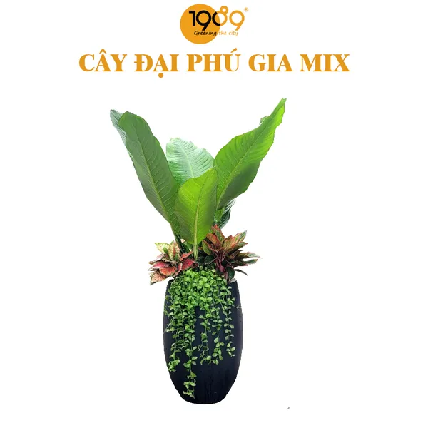 Cây Đại Phú Gia Mix