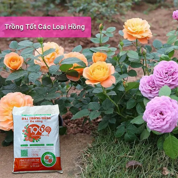 Đất Trồng Hoa Hồng