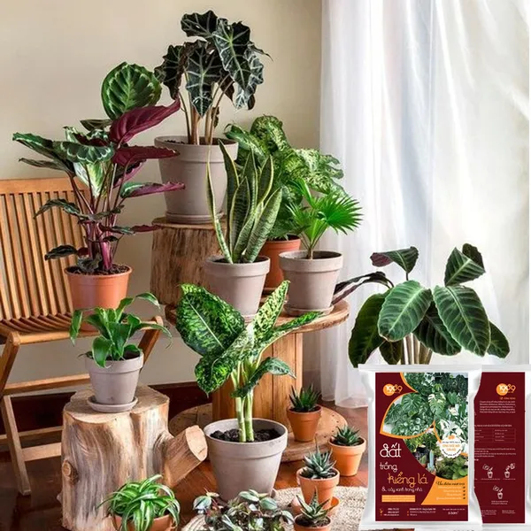 Đất Trồng Sen Đá