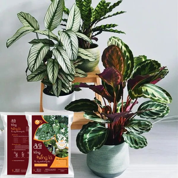 Đất Trồng Sen Đá