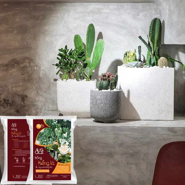 Đất Trồng Sen Đá