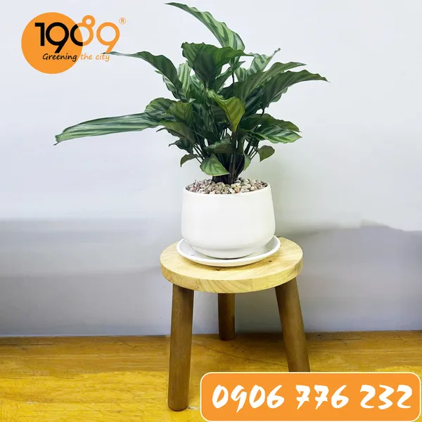 Đôn Gỗ Tròn 3 Chân