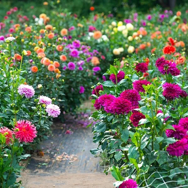 Hoa Thược Dược