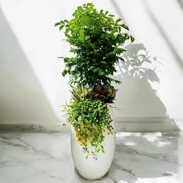 Chậu Giọt Nước Trồng Hạnh Phúc Mix