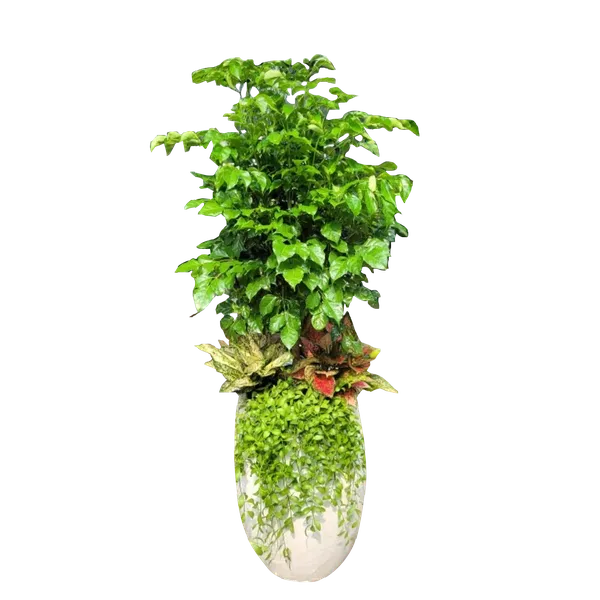 Cây Hạnh Phúc Mix