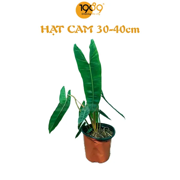 Cây Hạc Cam 30-40cm