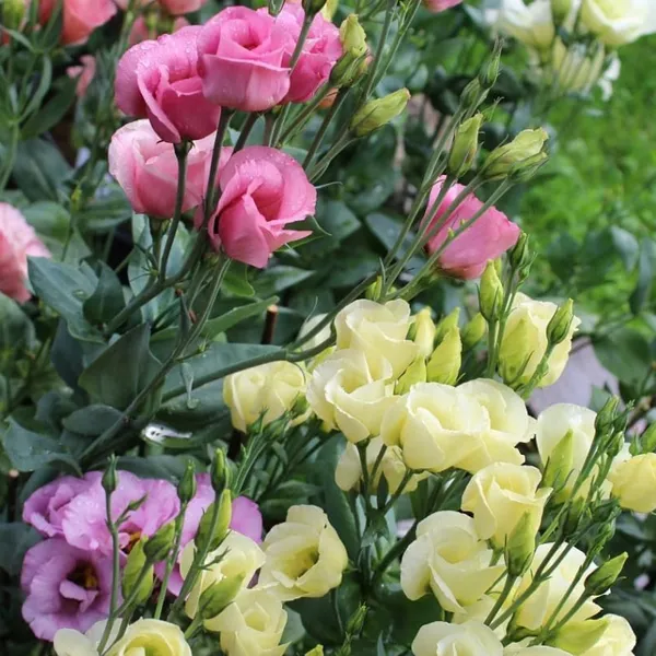 Hoa Cát Tường