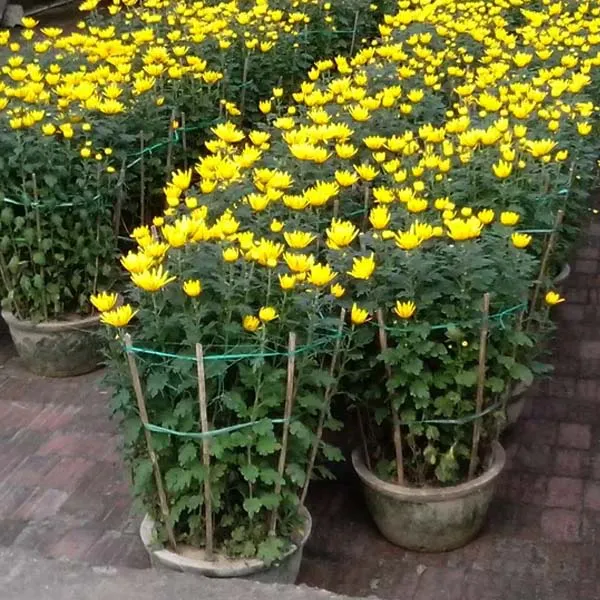 Hoa Cúc Đại Đóa