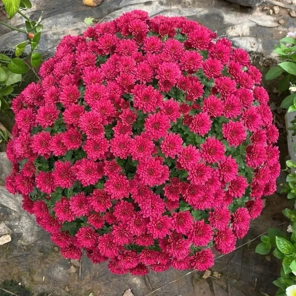 Hoa Cúc Hàn Quốc