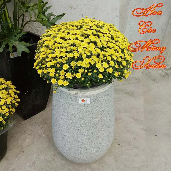 Hoa Cúc Mâm Xôi Vàng Trang Trí Tết