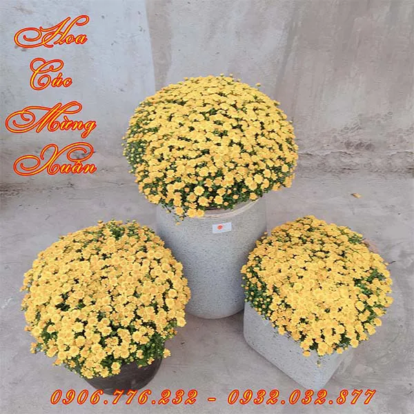 Hoa Cúc Mâm Xôi Vàng Trang Trí Tết