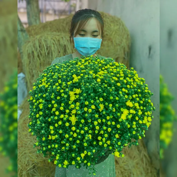 Hoa Cúc Mâm Xôi Vàng Trang Trí Tết