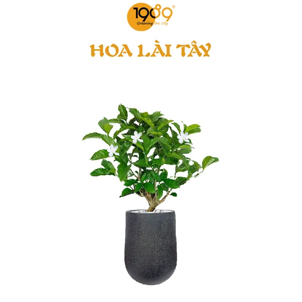 Cây Lài Tây