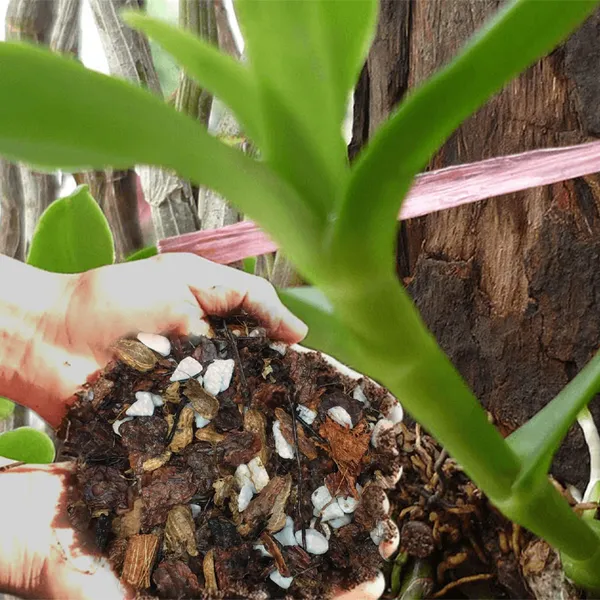 Hỗn Hợp Trồng Hoa Lan