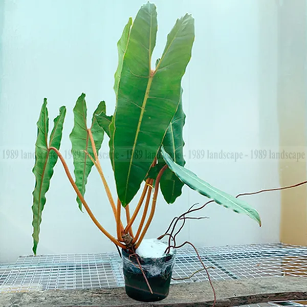 Cây Hạc Cam 50-70cm