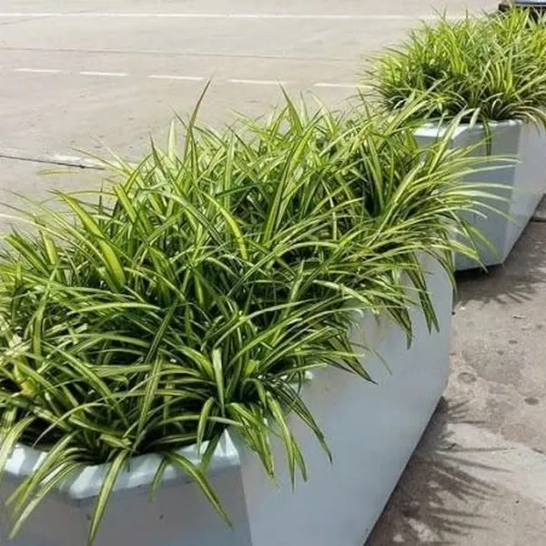 Cây Dứa Sọc Vàng