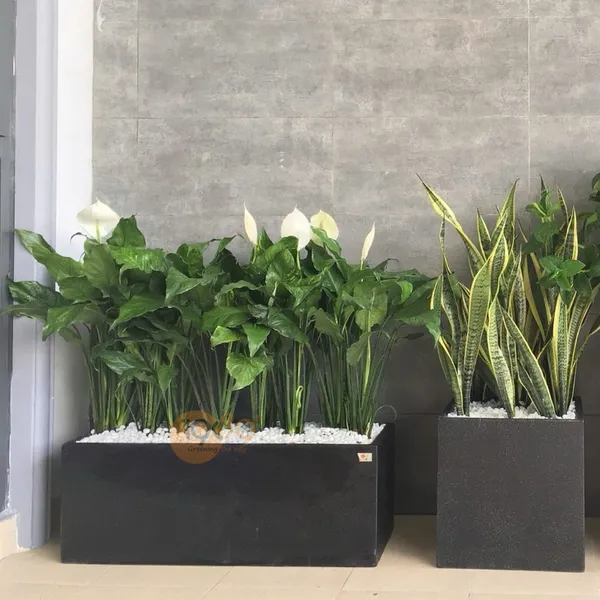 Chậu Chữ Nhật Trồng Lan Ý