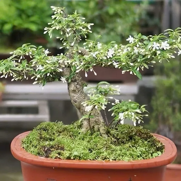 Hoa Mai Chiếu Thủy