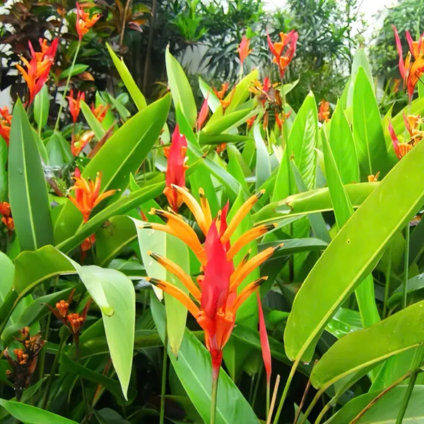 Chuối Mỏ Két