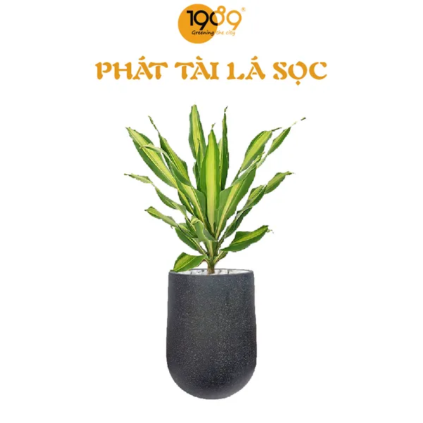 Cây Phát Tài Lá Sọc