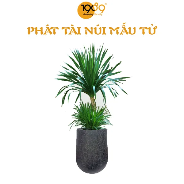 Cây Phát Tài Núi Mẫu Tử