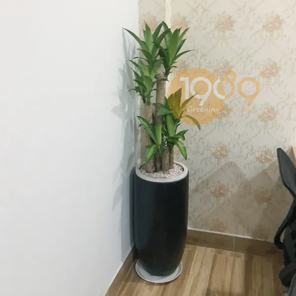 CÂY THIẾT MỘC LAN 