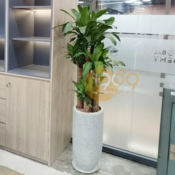 CÂY THIẾT MỘC LAN 