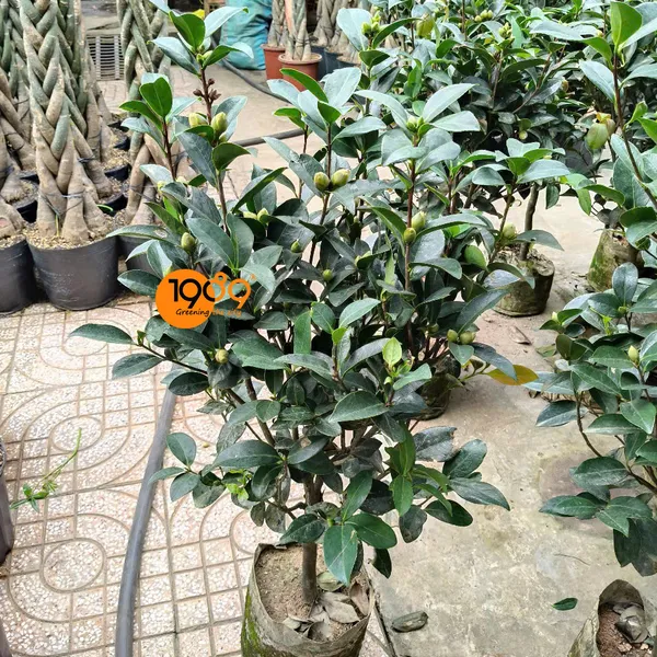 Hoa Sơn Trà