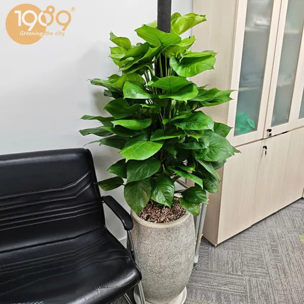 Trầu Bà Cột