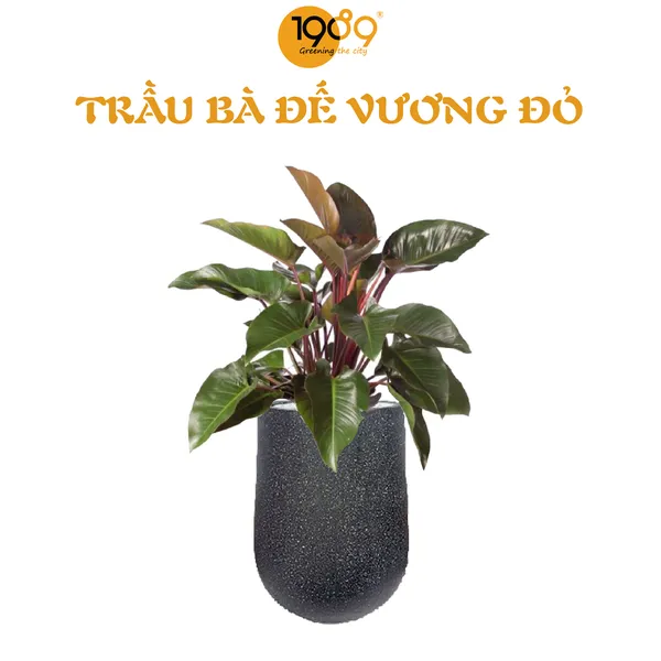 Cây Đế Vương Đỏ