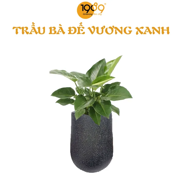 Cây Đế Vương Xanh