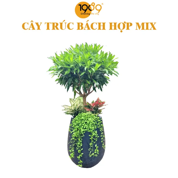Cây Trúc Bách Hợp Mix