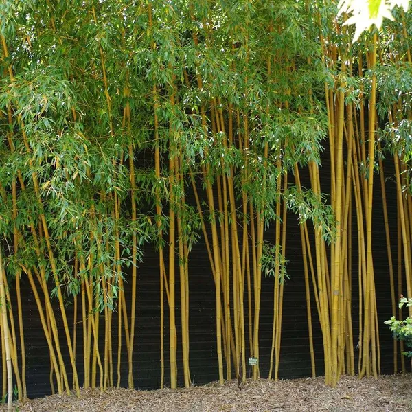 Trúc Cần Câu