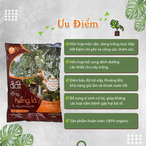 Đất Trồng Sen Đá