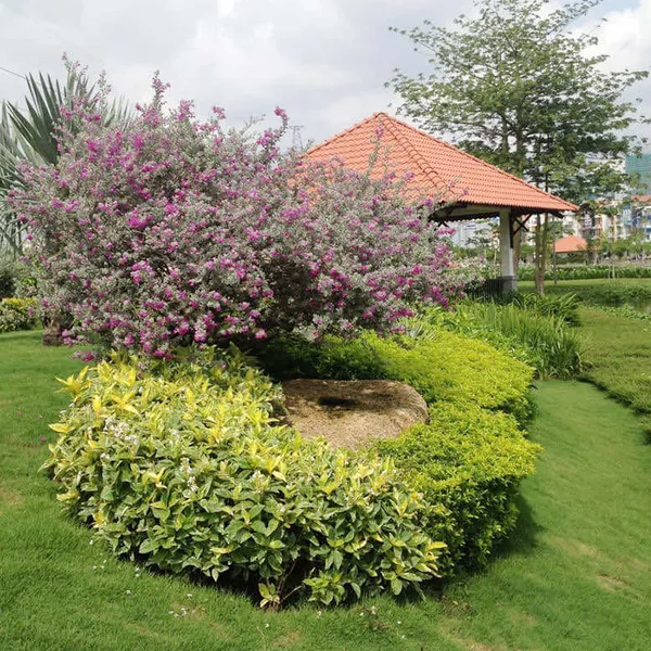 Cây Tuyết Sơn Phi Hồ