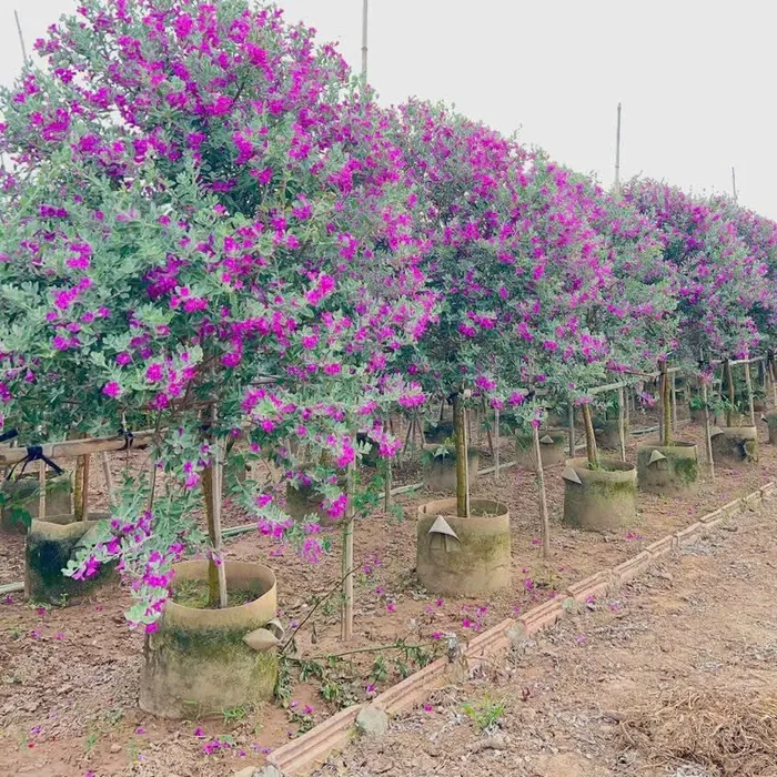 Cây Tuyết Sơn Phi Hồ