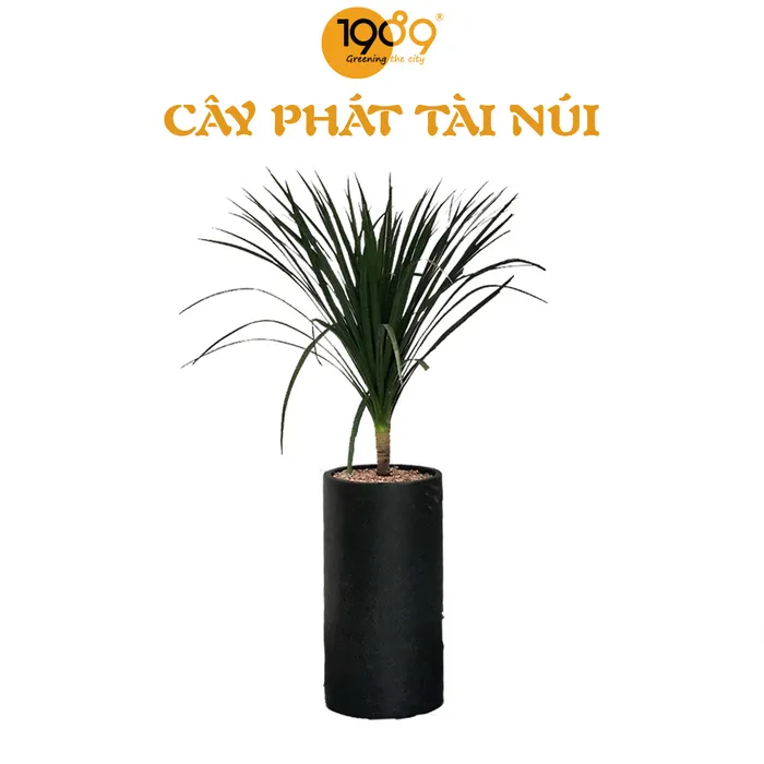 Cây Phát Tài Núi