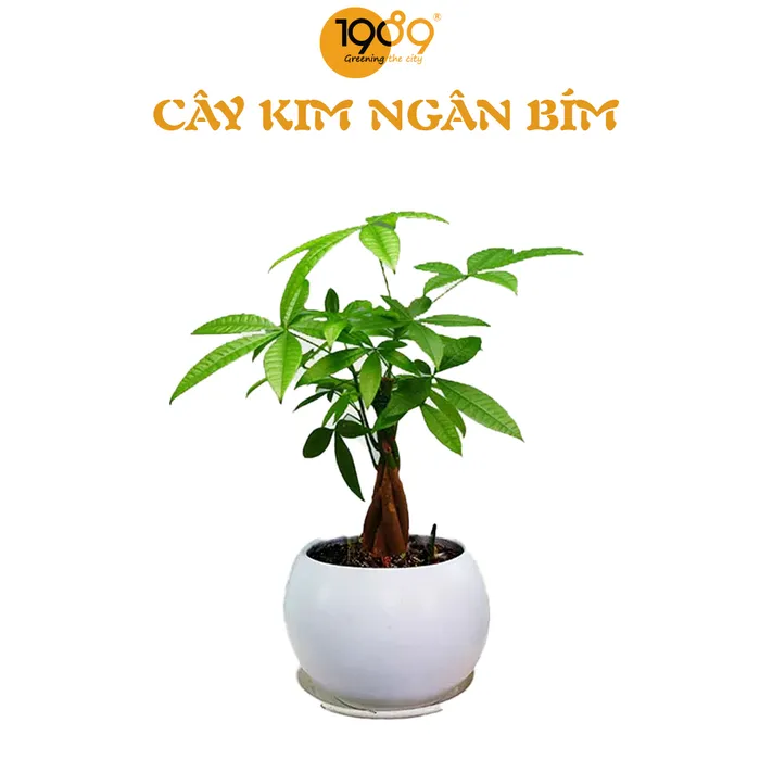 Cây Kim Ngân Bím
