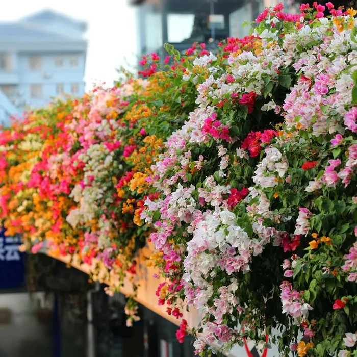 Hoa Giấy Ngũ Sắc