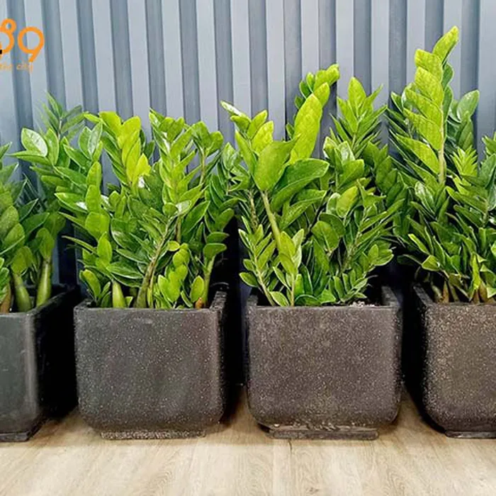 Bí Quyết Đặt Chậu Trồng Cây Cảnh Đẹp Trong Nhà Theo Phong Thủy Bí Quyết Đặt Chậu Trồng Cây Cảnh Đẹp Trong Nhà Theo Phong Thủy
