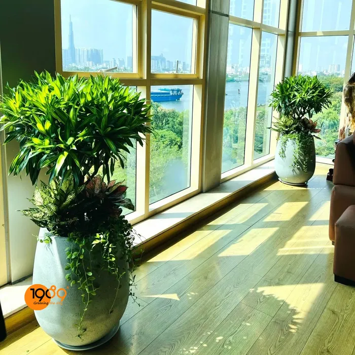 Chậu Oval Trồng Trúc Bách Hợp Mix