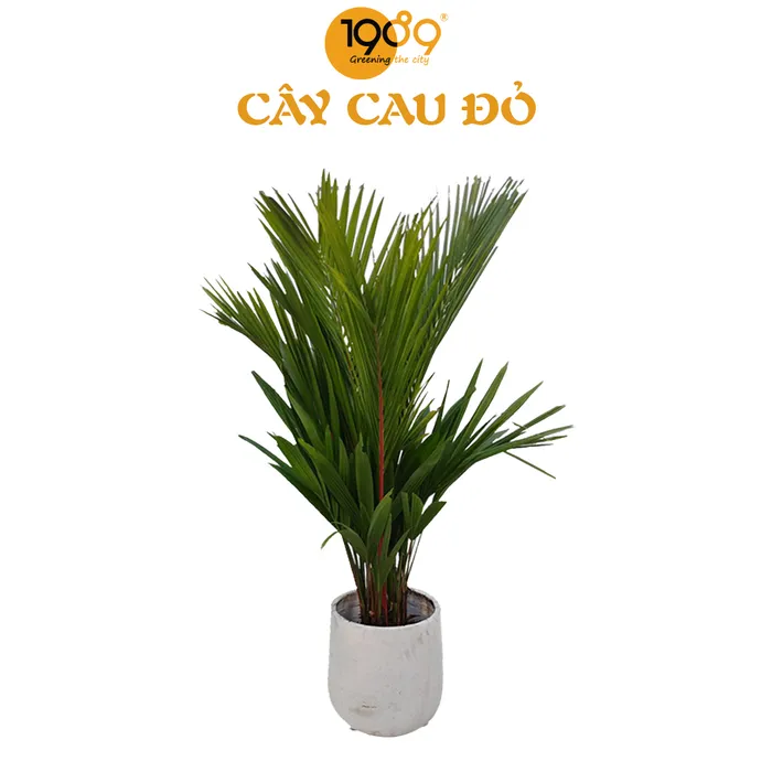 Cây Cau Đỏ